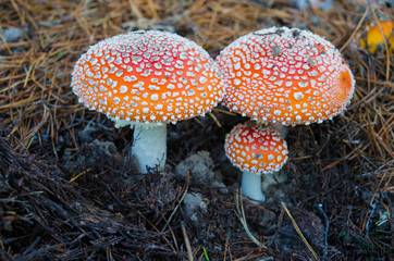 Amanita, fungus, fungi, a family of fly agarics, forest, mycelium