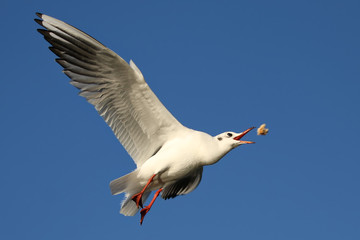 Gull in flight