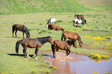 Fototapeta premium Free running horses, Pamir Mountain Range, Kyrgyzstan