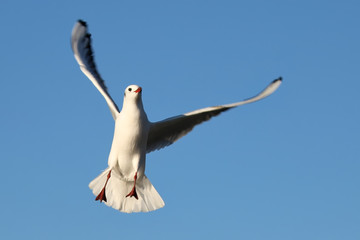 Gull in flight