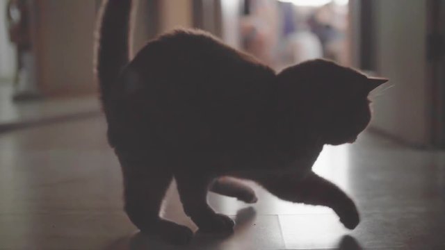 Red british cat plays with red light of laser pointer 3