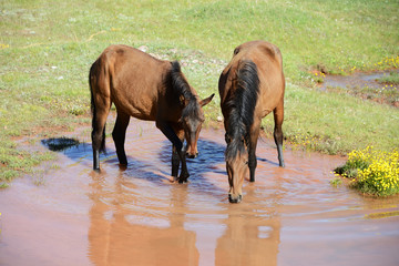 Free running horses, Pamir Mountain Range, Kyrgyzstan