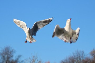 Gull in flight