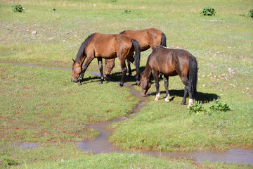 Free running horses, Pamir Mountain Range, Kyrgyzstan
