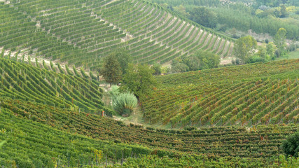 Fototapeta na wymiar Vino italiano coltivazioni nelle Langhe Piemontesi