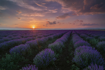 Fototapeta premium Lavender fileld at sunset