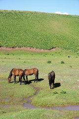 Fototapeta premium Free running horses, Pamir Mountain Range, Kyrgyzstan