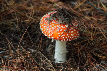 Amanita, mushroom, mushrooms, mycelium, bright mushrooms, poisonous mushrooms