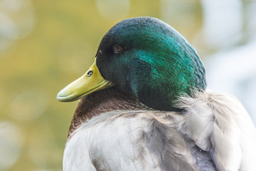 Mallard male head