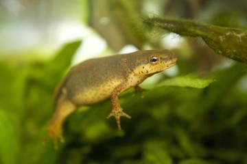 Amphibian Floater