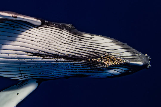 baleine &agrave; bosse et ses parasites