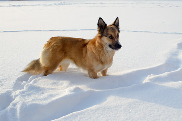 dog in the snow