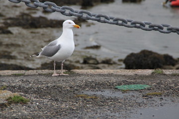 Goéland de Bretagne