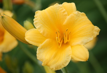 Fototapeta premium Yellow Lilly Two