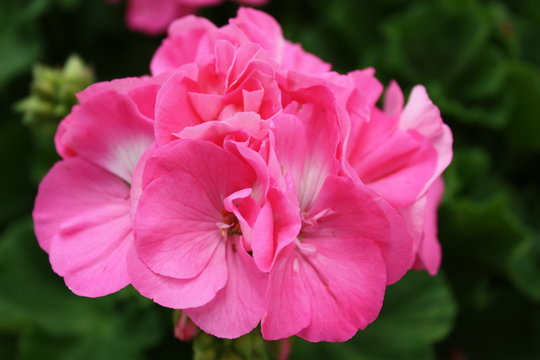 Pink Geranium 
