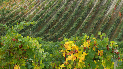 Vino italiano vigneti nelle Langhe di Barolo, Spumante e Barbera