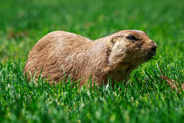 Prairie dog