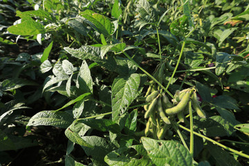 green soybean  crops in growth at field