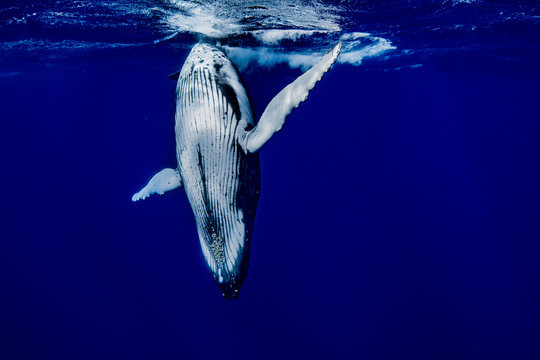baleine &agrave; bosse