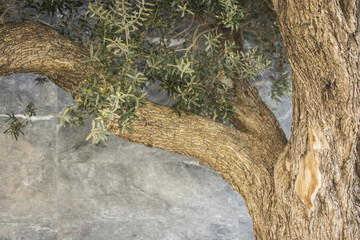 Summer on Cyprus