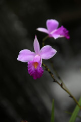 Orchidee Arundina graminifolia