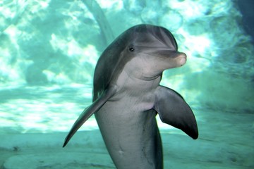Say Hello To Flipper © Kristen