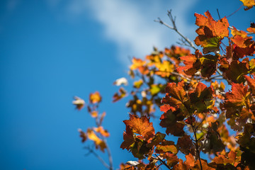 Red, green yellow and orange leaves on tree in autumn