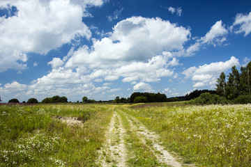 Field road through wild meadows