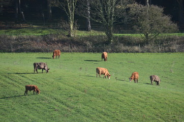 Naklejka na ściany i meble Cows on Yorkshire fields in autumn