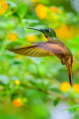 Hummingbird(Trochilidae)Flying gems