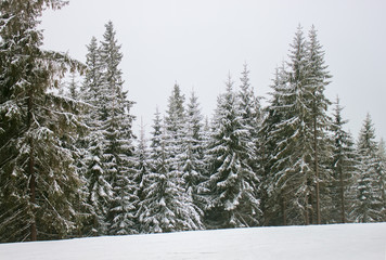 Snow covered fir trees.
