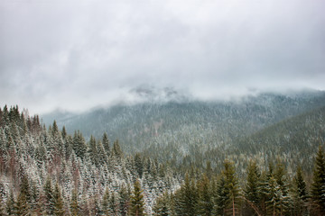 Snow covered trees in the mountains