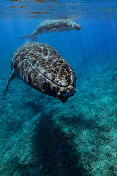 baleine &agrave; bosse et son baleineau