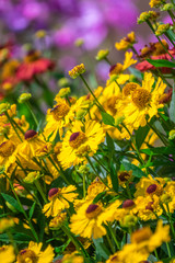 Flowers on a colorful meadow in summer