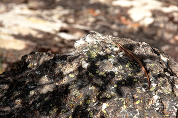 Lézard