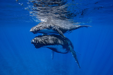 baleine à bosse et son baleineau © romain