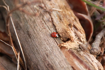 Coccinelle sur du bois