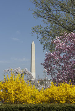 Alternate Washington Memorial View