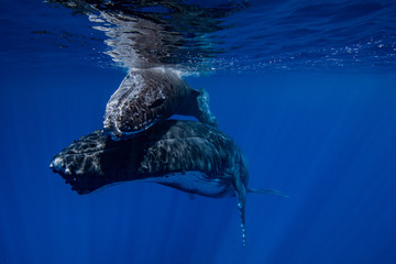 baleine à bosse et son baleineau