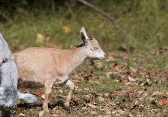 Goat Marching, Ears Up