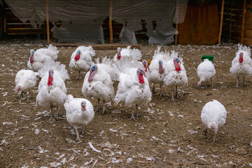 Breeding turkeys on a farm.