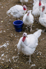 Breeding turkeys on a farm.