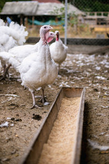 Breeding turkeys on a farm.