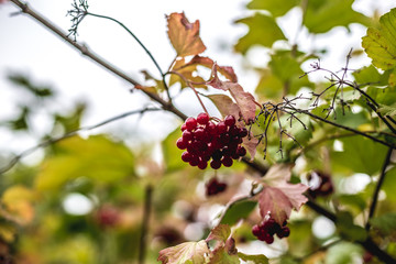 Red viburnum berries on a tree in autumn