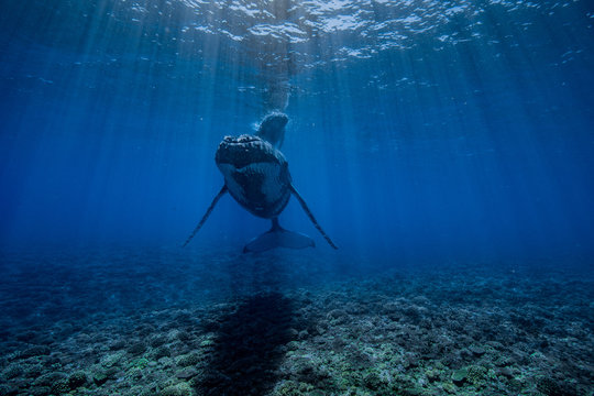 baleine &agrave; bosse et son baleineau 
