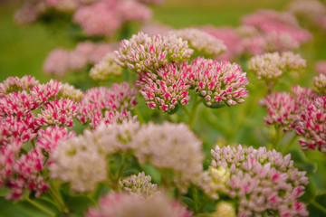 Fototapeta premium Flowers Pink Sedum Garden 
