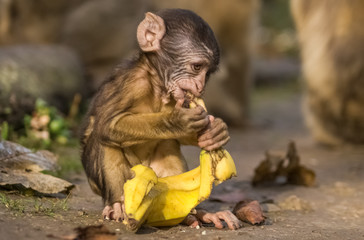 Babyaffe mit Banane