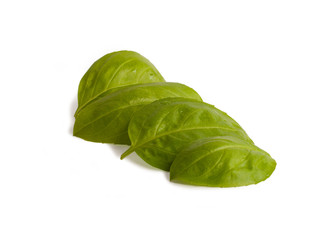 Fresh green basil leaves isolated on a white background