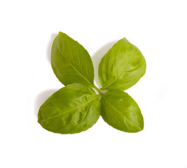 Fresh green basil leaves isolated on a white background