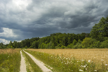 Fototapeta na wymiar Road through field, forest and cloudy sky